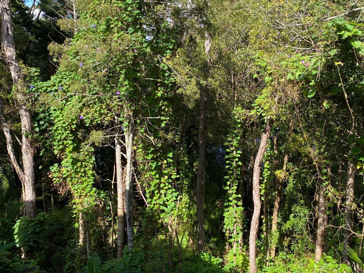 Appartement Bush , Birds And Relaxing Moments à Auckland Extérieur photo